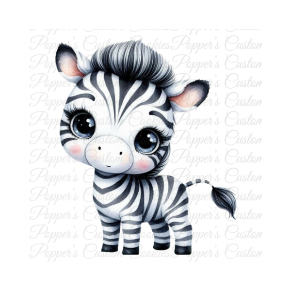 Baby Zebra